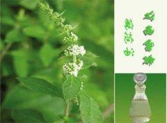 Peppermint oil knowledge